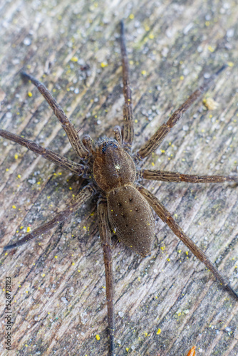 Closeup of brown big spider on wooden surface