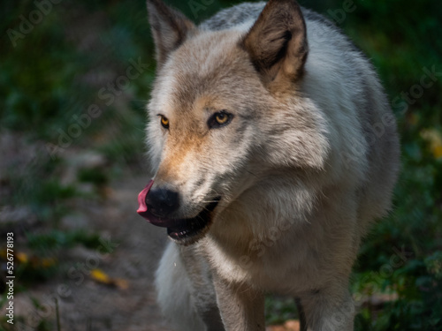 Wolf licking its lips