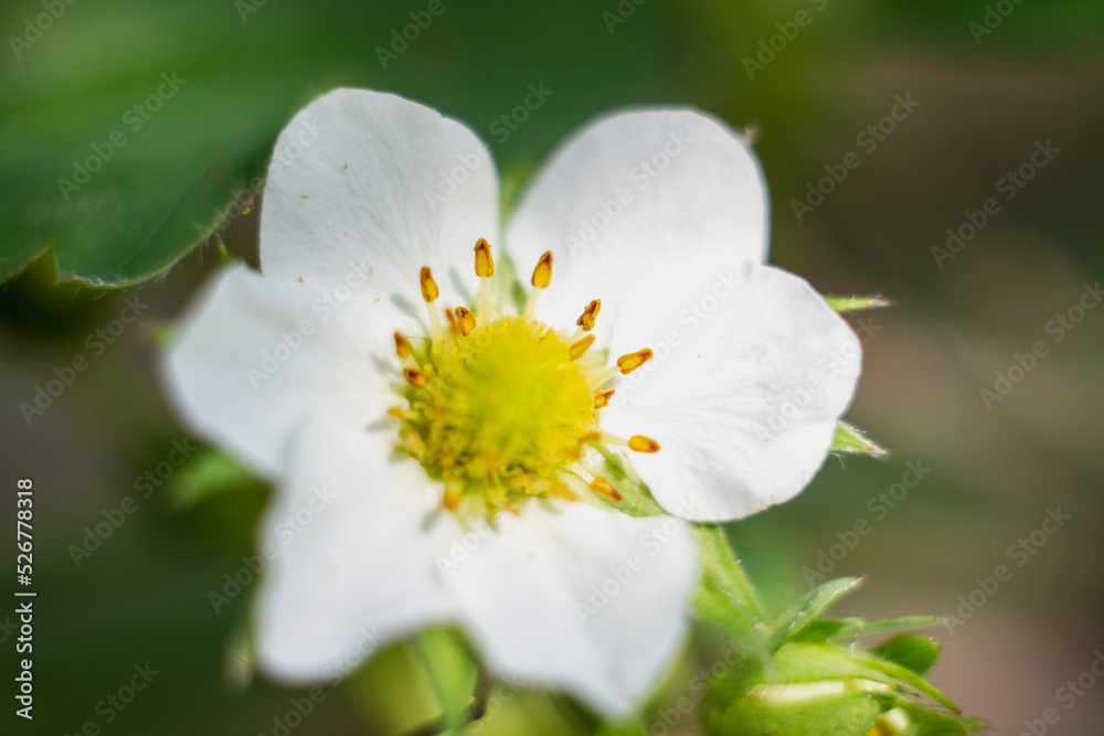 Closeup of big white blossoming flower in garden Closeup of big white blossoming flower in garden