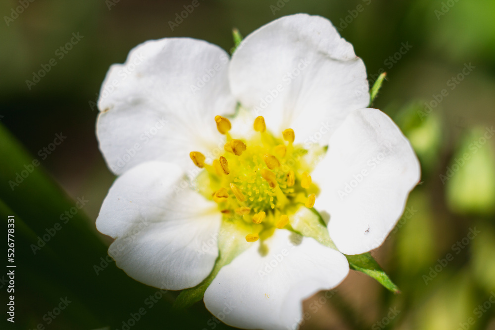 Closeup of big white blossoming flower in garden Closeup of big white blossoming flower in garden