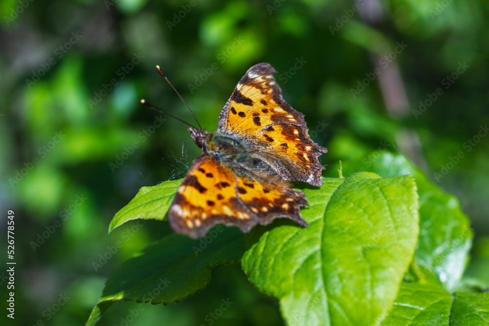 Polygonia c-album, the comma, butterfly in the wild Polygonia c-album, the comma, butterfly in the wild