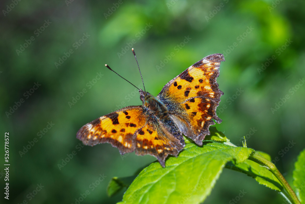 Polygonia c-album, the comma, butterfly in the wild Polygonia c-album, the comma, butterfly in the wild