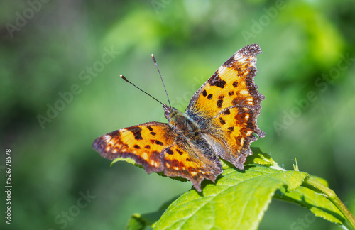 Polygonia c-album, the comma, butterfly in the wild