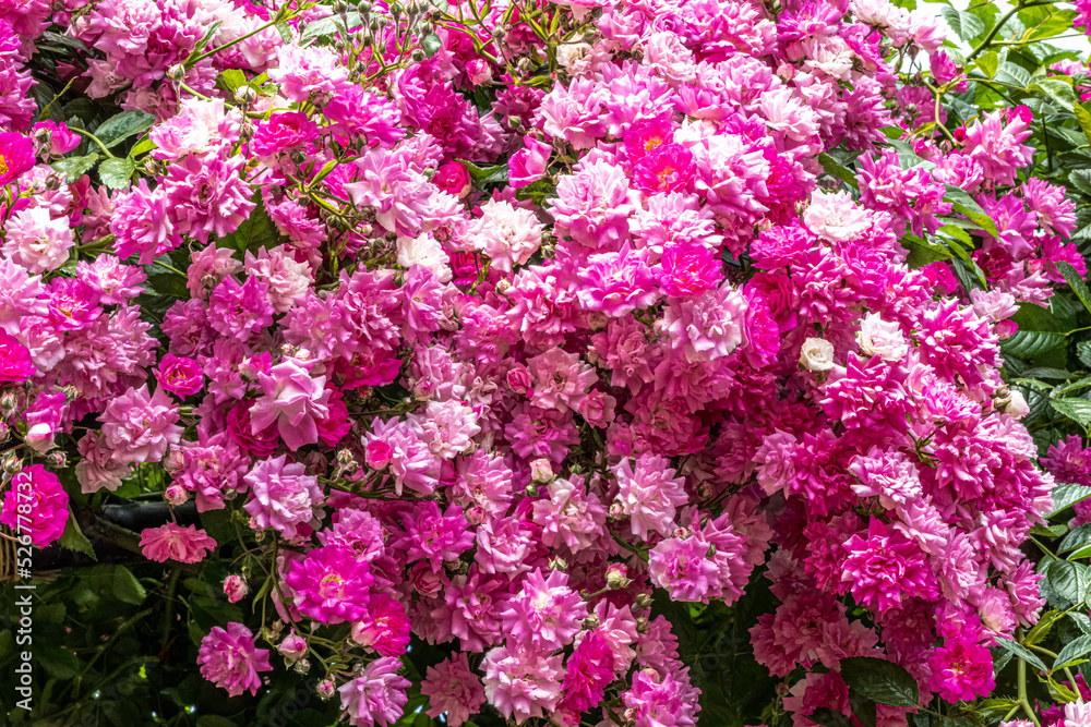Flowers of ‘Dorothy Perkins’ Climber Rose