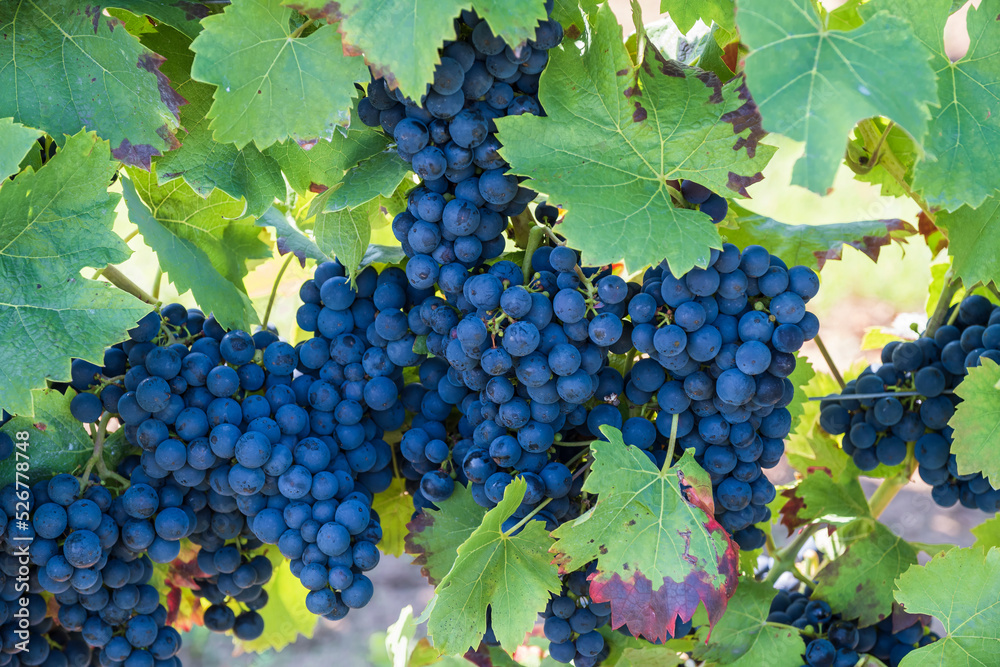 Close-up of blue juicy grapes on the vine in a vineyard in Rhineland-Palatinate/Germany