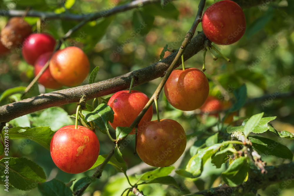 Red crabapple hanging on a branch in autumn Red crabapple hanging on a branch in autumn