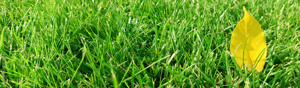 Green grass background texture. Yellow leaf on green field. Element of design Green grass background texture. Yellow leaf on green field. Element of design
