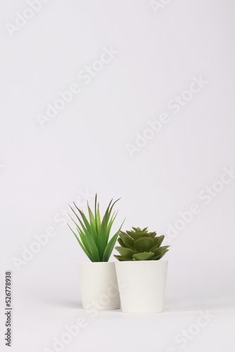 nature potted succulent plant in white flowerpot in front of white background banner with green cactus and cacti is called century plant and echeveria in desert