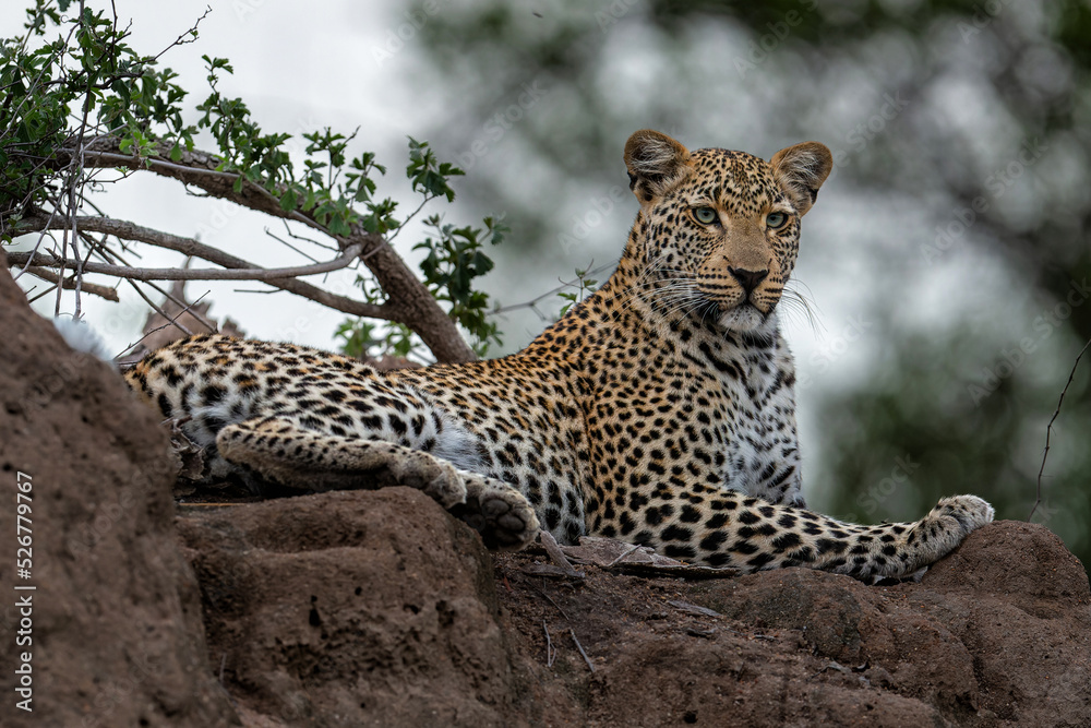 Leopard (Panthera pardus) looking for prey from a termite hill in a Game Reserve in the Greater Kruger Region in South Africa Leopard (Panthera pardus) looking for prey from a termite hill in a Game Reserve in the Greater Kruger Region in South Africa