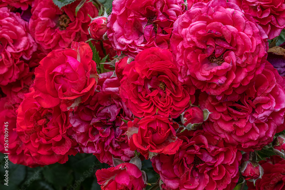 Flowers of ‘Chipotle’ Shrub Rose Flowers of ‘Chipotle’ Shrub Rose