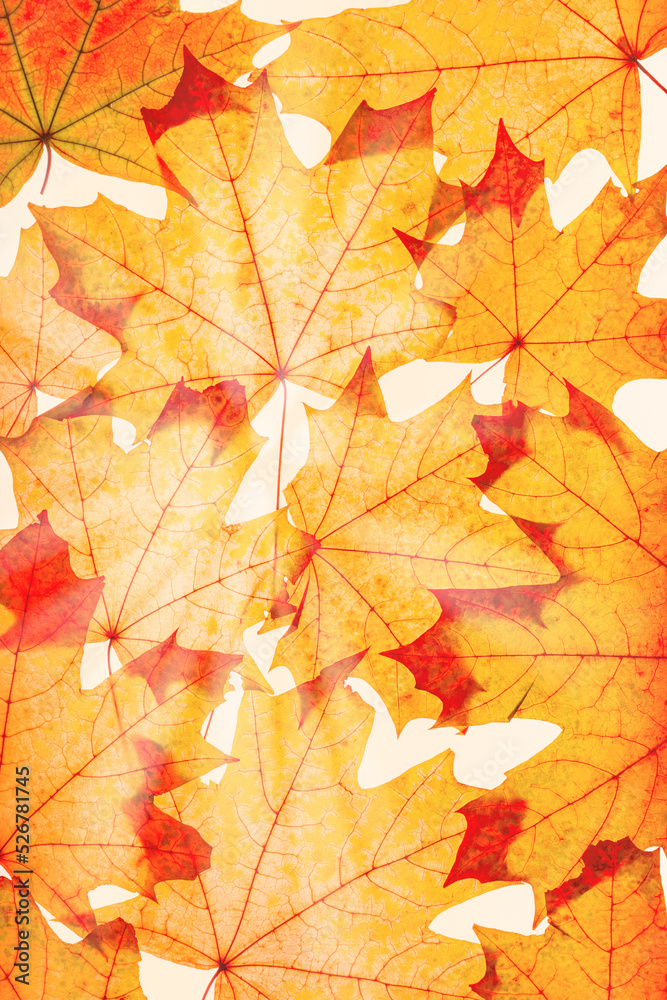 Autumn maple leaves as natural background. Minimal monochrome trend pattern with fallen autumn leaves, yellow colored foliage, autumnal herbarium. Nature flat lay with fall leaf with sunbeams Autumn maple leaves as natural background. Minimal monochrome trend pattern with fallen autumn leaves, yellow colored foliage, autumnal herbarium. Nature flat lay with fall leaf with sunbeams