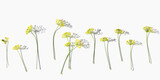 Flowering macro blooms plant dill, nature umbrella flowers of herb Dill on white. Aesthetic pattern of spicy herb fennel. Natural minimal still life banner with inflorescences of fennel