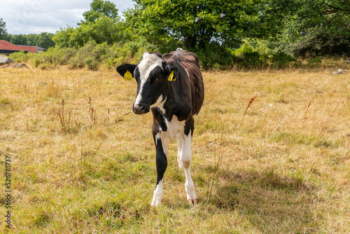 A slim cow in a field on a warm sunny day