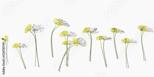 Flowering macro blooms plant dill, nature umbrella flowers of herb Dill on white. Aesthetic pattern of spicy herb fennel. Natural minimal still life banner with inflorescences of fennel