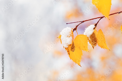 Yellow leaves of birch tree covered first snow. Winter or late autumn scene, nature frozen leaf, it is snowing photo