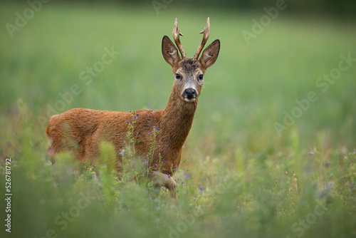 Side view of a roe deer, capreolus capreolus, buck looking to the camera and coming closer on a meadow with green grass in summer nature. Mammal with large antlers walking on the field.