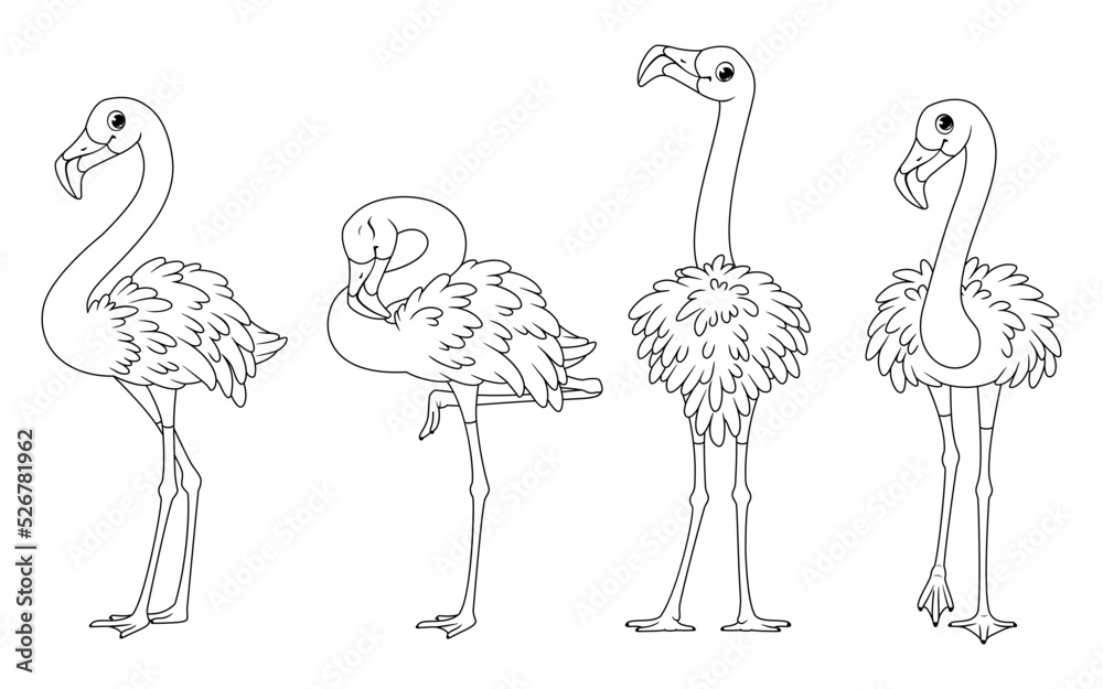 Tropical birds. Set of greater flamingos, outline vector cartoon ...