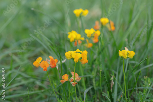 Blossom's of bird's foot trefoil (Lotus corniculatus) in different color shades.