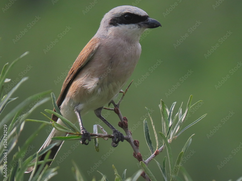 Red-backed shrike (Lanius collurio) perched in a sea buckthorn bush. Adult male red-backed shrike in front of a blurry background. Red-backed shrike (Lanius collurio) perched in a sea buckthorn bush. Adult male red-backed shrike in front of a blurry background.