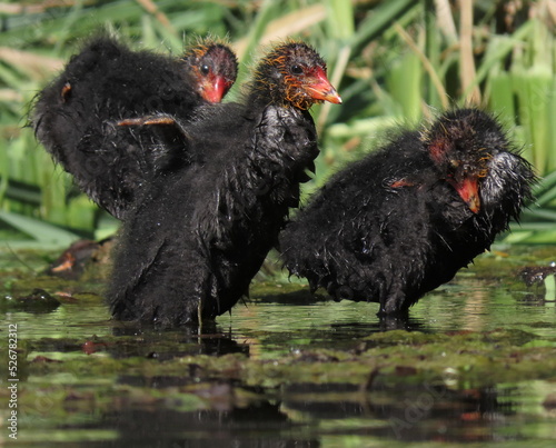 Juvenile eurasian coots (Fulica atra) at the edge of the water, main subject waving to the camera. Young chicks preening.
