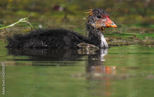 Eurasian coot (Fulica atra) fledging swimming, young juvenile coot in morning light.