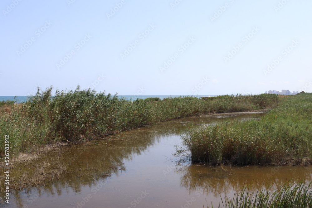 Marjal del Moro, wetland in Valencia Spain Marjal del Moro, wetland in Valencia Spain