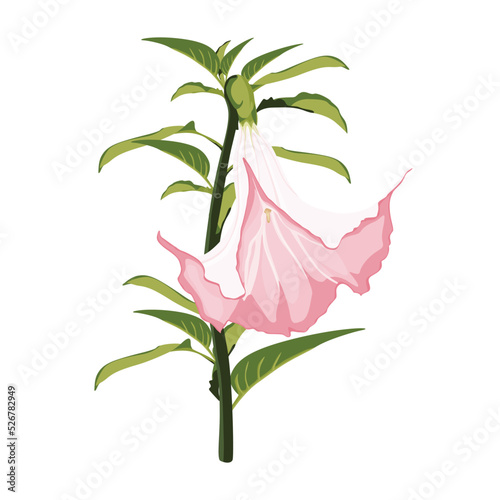 Angel's trumpets. Brugmansia flowers. Brugmansia suaveolens medicinal flower pink Angel's Trumpet on a white background. photo