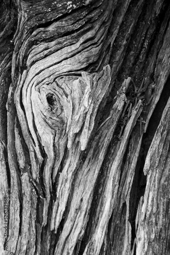 Olive tree bark closeup background.