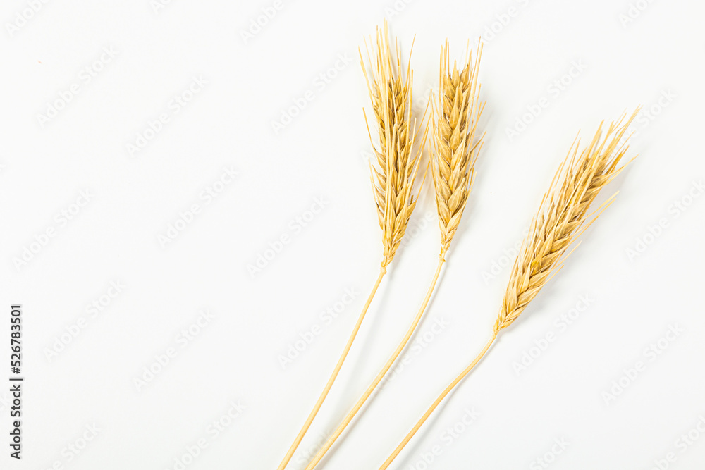 Ripe wheat ears isolated on white background. Top view, flat lay Ripe wheat ears isolated on white background. Top view, flat lay