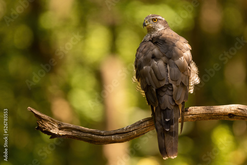 Eurasian sparrowhawk, accipiter nisus, sitting on a branch in summer forest from rear. Wild bird of prey looking back while perching on a tree with sunlit trees in background. photo