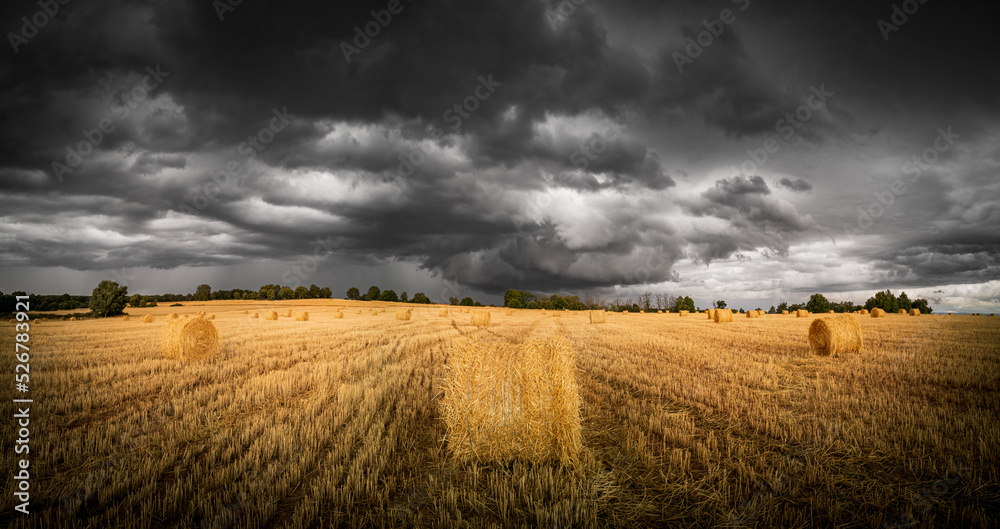 Large straw alpacas wheat field under the storm