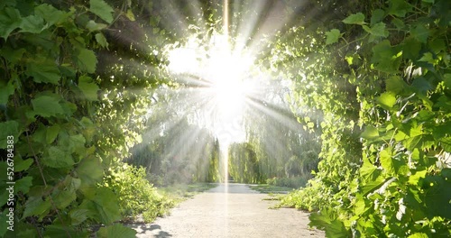 Bright road to heaven. Garden of Eden. Divine radiance, amazing beautiful tunnel of grape leaves that flutter in the wind and unearthly light shines from the sky. Cinema 4K zoom-in slow motion video photo