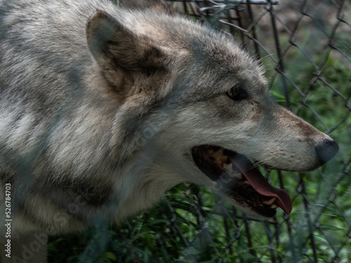 Wolf walking along fence