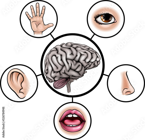 Five Senses Brain