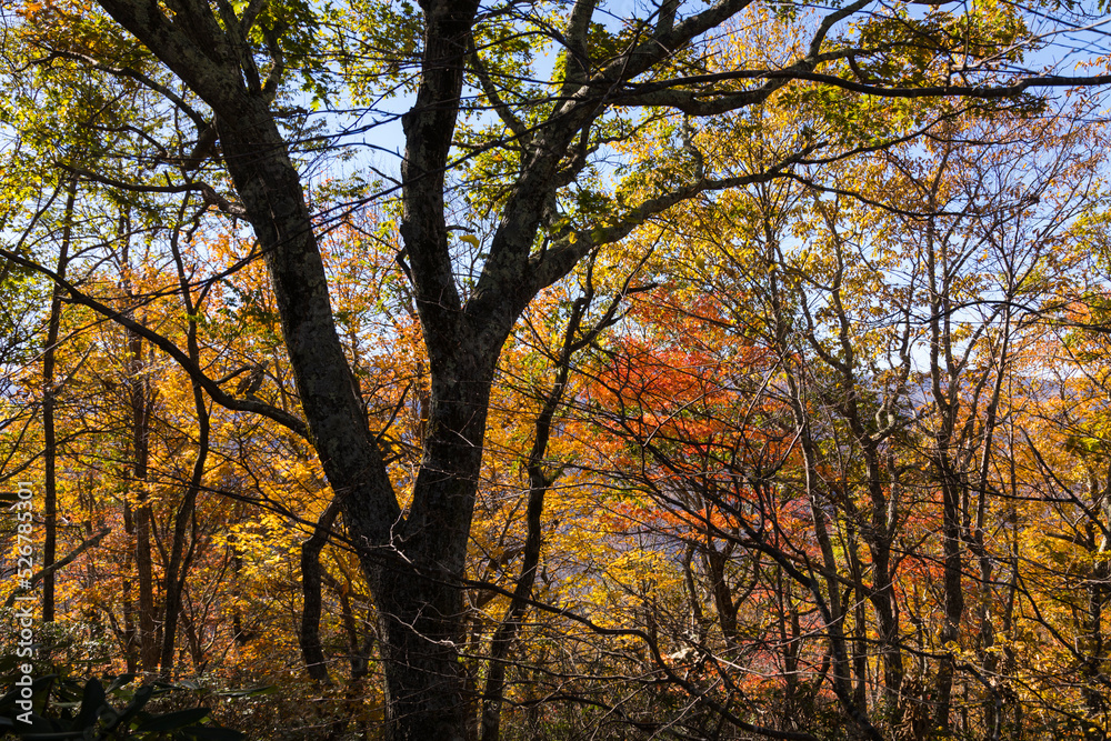 Autumn tree in the forest, Pisgah National Forest, North Carolina, USA Autumn tree in the forest, Pisgah National Forest, North Carolina, USA