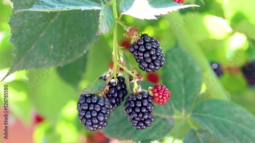 Fresh blackberries in the garden. A bunch of ripe blackberry fruits on a branch with green leaves. Beautiful natural background.