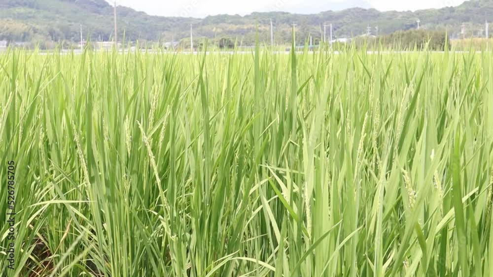 田んぼの水稲(間断灌漑)