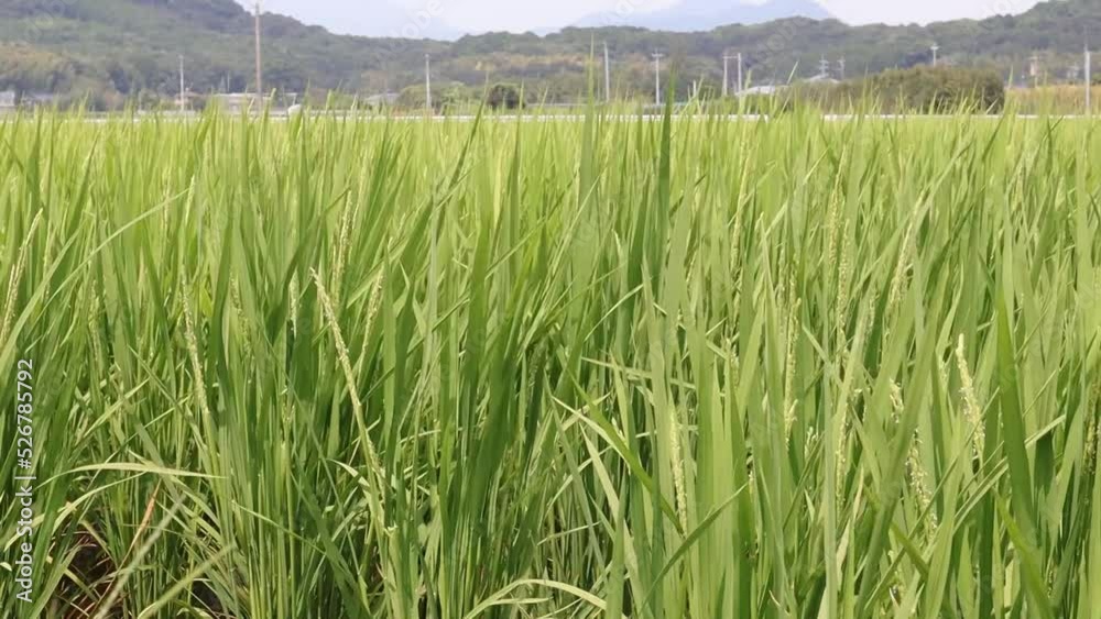 田んぼの水稲(間断灌漑) 田んぼの水稲(間断灌漑)