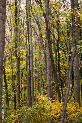 Tree in autumn  Asheville  North Carolina  USA