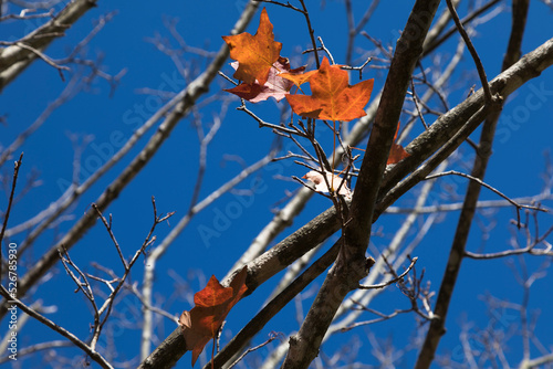 Autumn leaves against blue sky, Asheville, North Carolina, USA