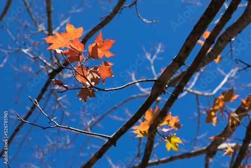 Autumn leaves against blue sky  Asheville  North Carolina  USA