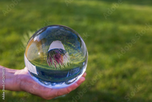 Beautiful view of upside-down reflection of pot with  colorful Calluna vulgaris plant in glass ball on man's hand.  photo