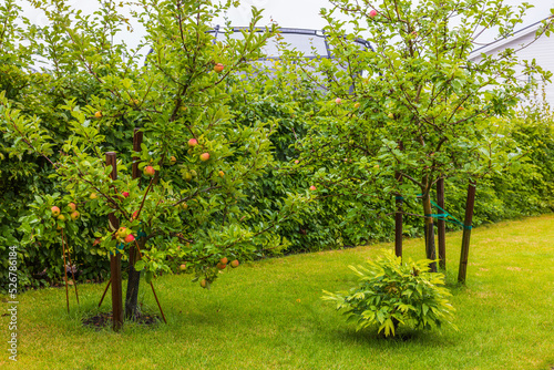 Beautiful view of garden with apple trees on rainy summer day. Sweden.