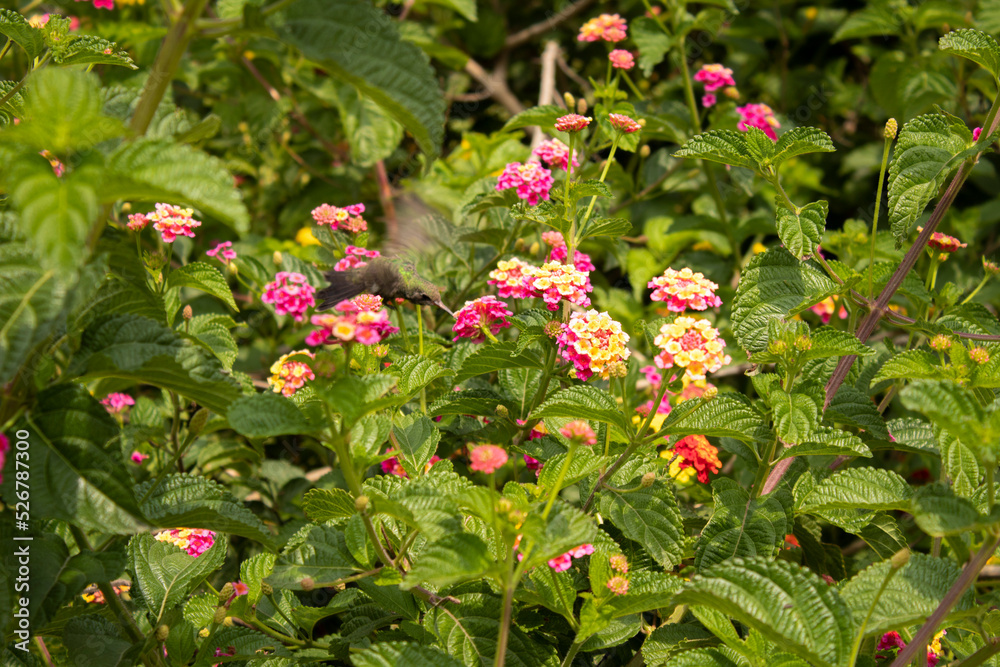 Hummingbird feeding on a yellow flower Hummingbird feeding on a yellow flower