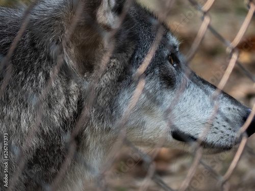 Wolf looking away from fence