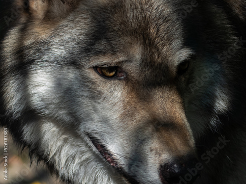 Close-up of wolf's face