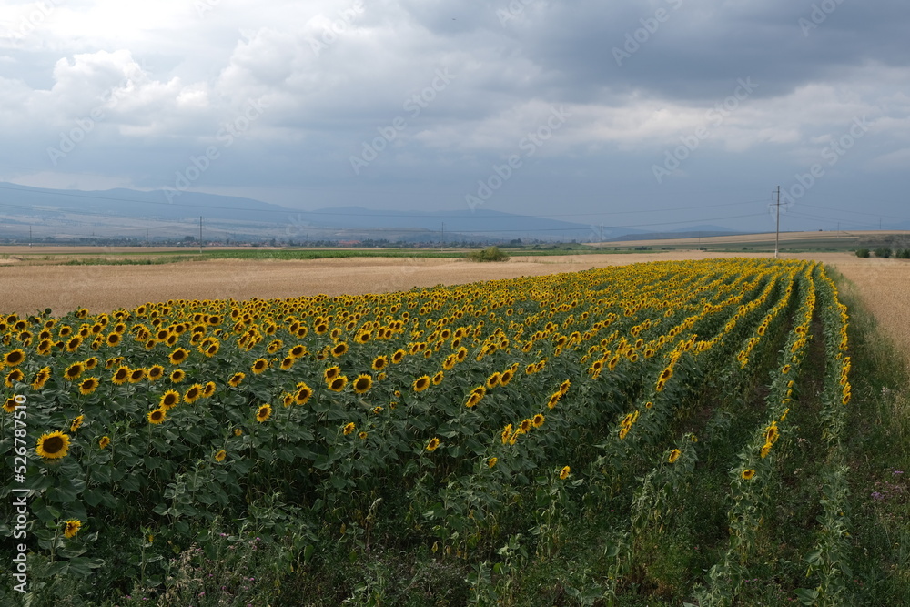 Ein Sonnenblumenfeld in eine hügelige Landschaft mit wenige Wolken am Horizont.
