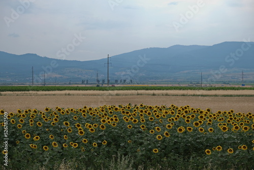 Wallpaper Mural Ein Sonnenblumenfeld in eine hügelige Landschaft mit wenige Wolken am Horizont. Torontodigital.ca