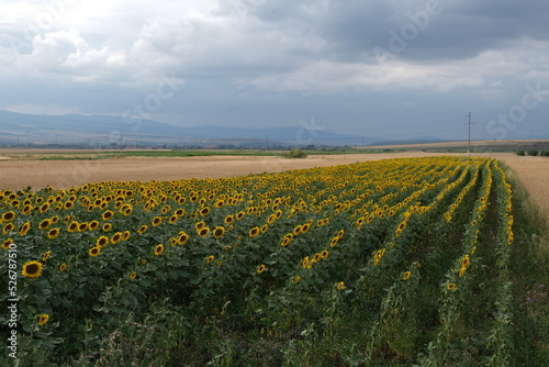 Wallpaper Mural Ein Sonnenblumenfeld in eine hügelige Landschaft mit wenige Wolken am Horizont. Torontodigital.ca