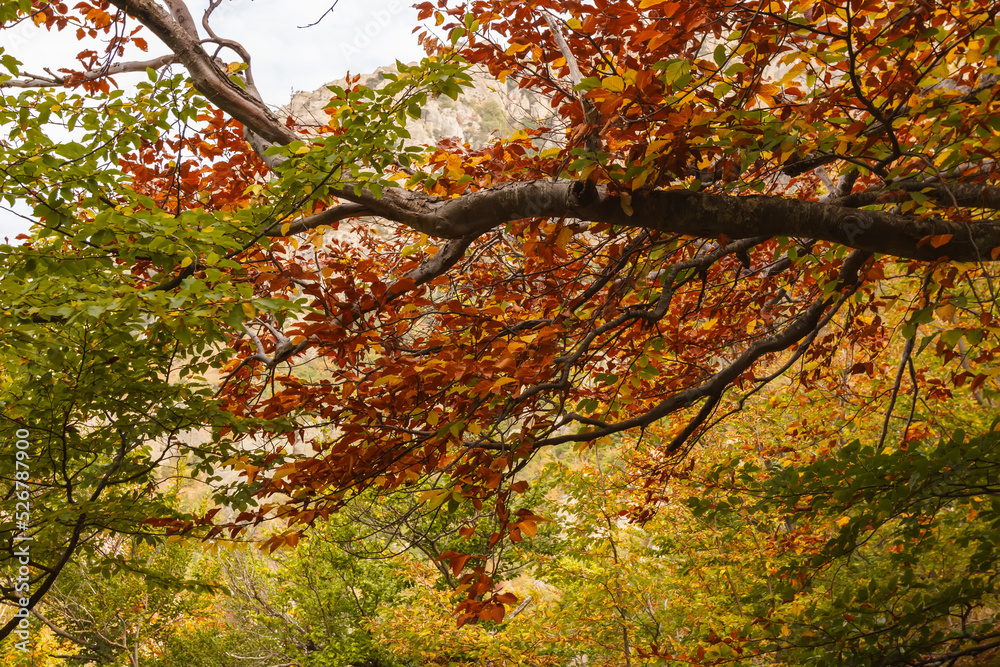 Autumn trees on the trail through the Demerdzhi mountain range. Crimea Autumn trees on the trail through the Demerdzhi mountain range. Crimea